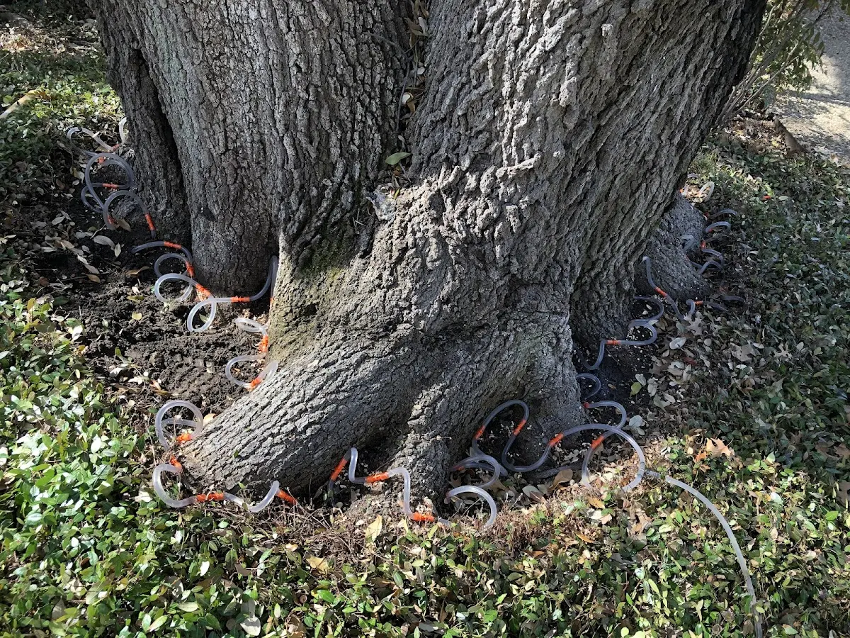 Detailed Tree Cabling and Bracing job site in Eutaw